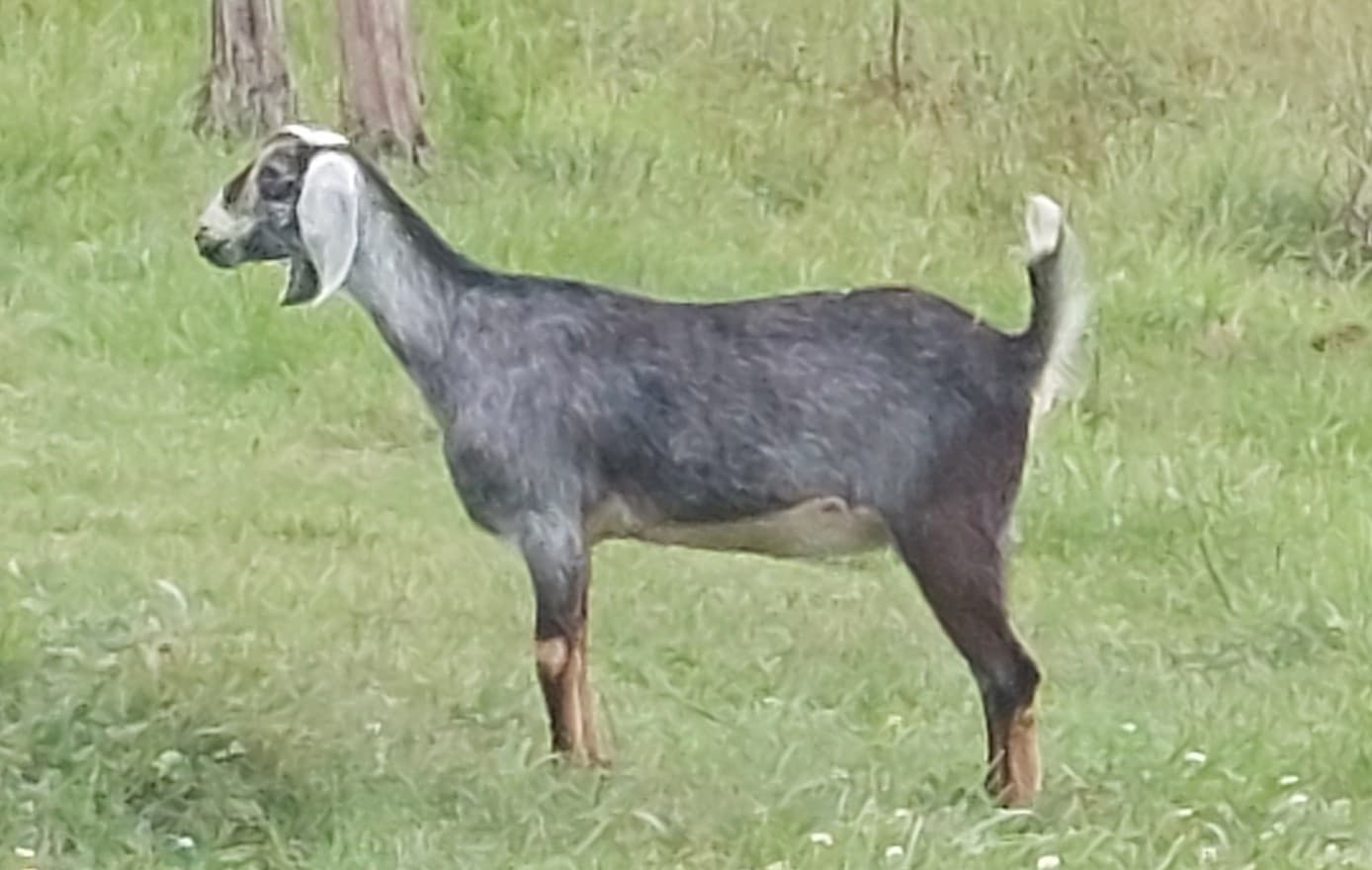 SGRanch Majestic Indigo