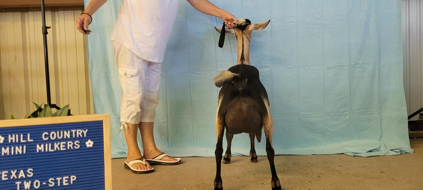 Eclipse, Java daughter