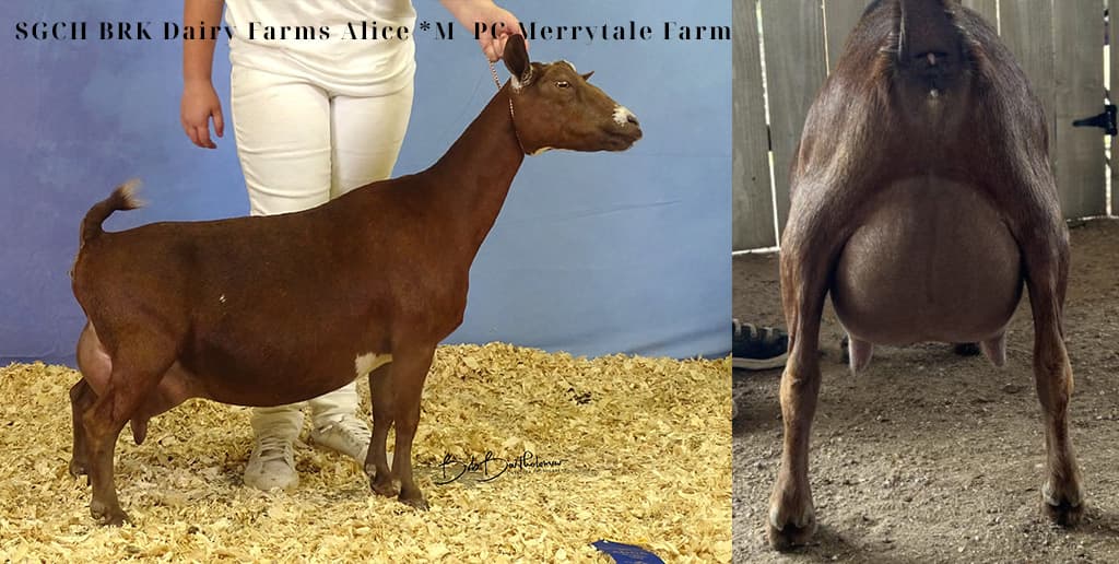 BRK Dairy Farms Poker Alice 