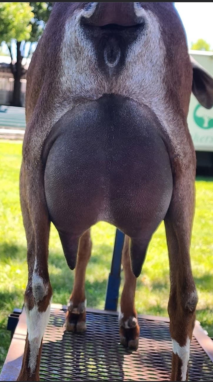 Loner's dam udder