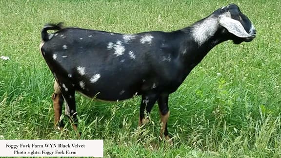 Black Velvet - lyric