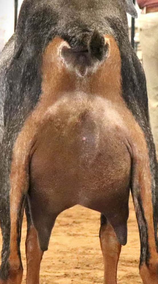 Raffles's dam udder