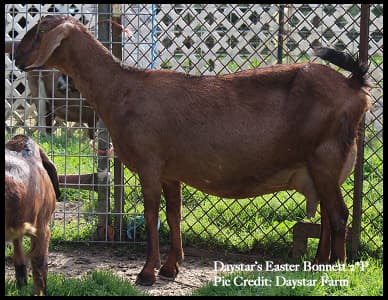 Daystar's Easter Bonett 2*P