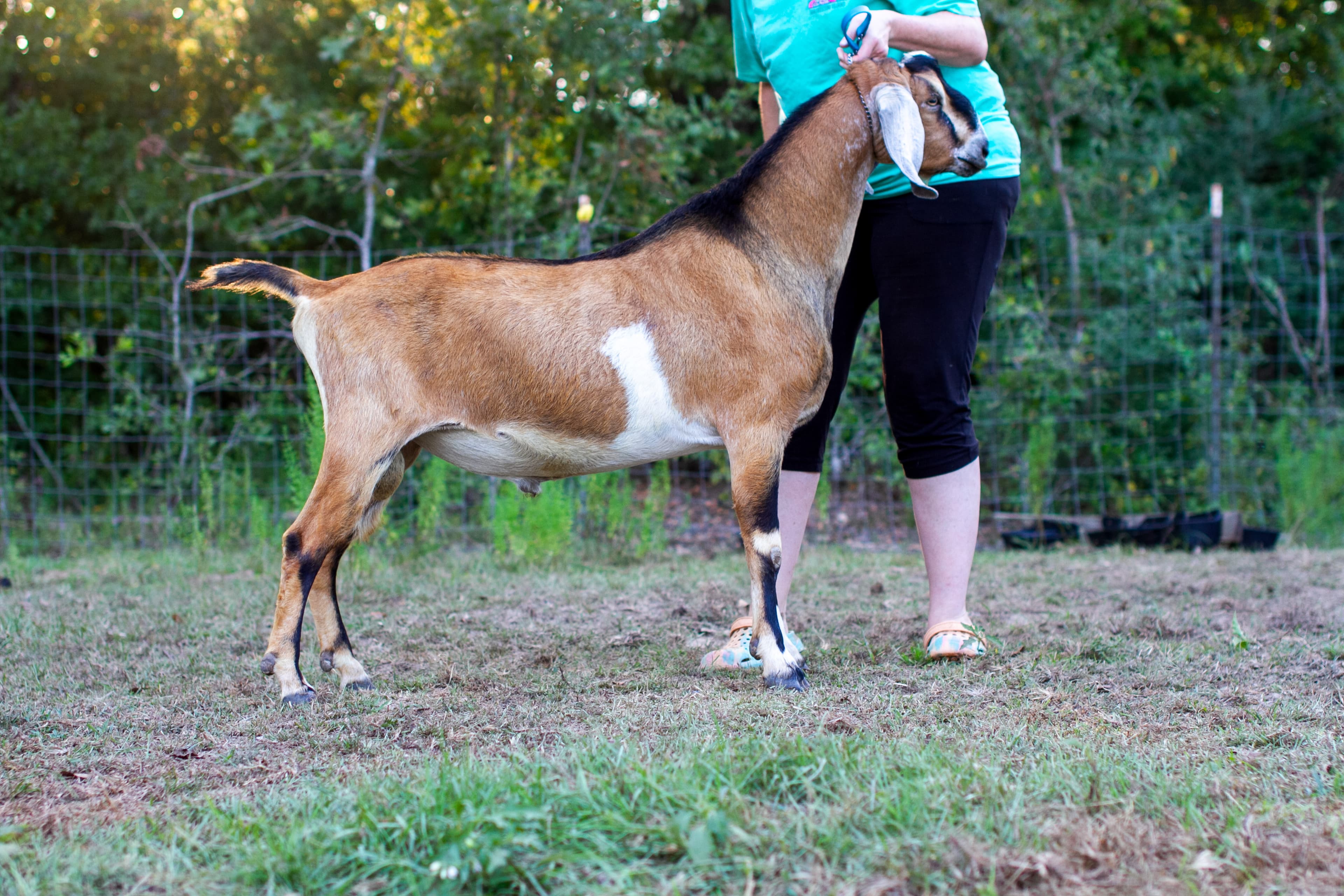 SCGRanch Majestic Eosphorite