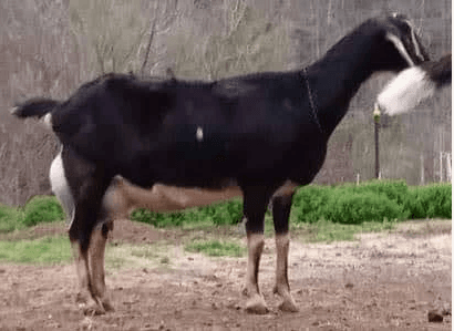 Crow's Dairy Comet's Genesis 8*M (VEVE 90)