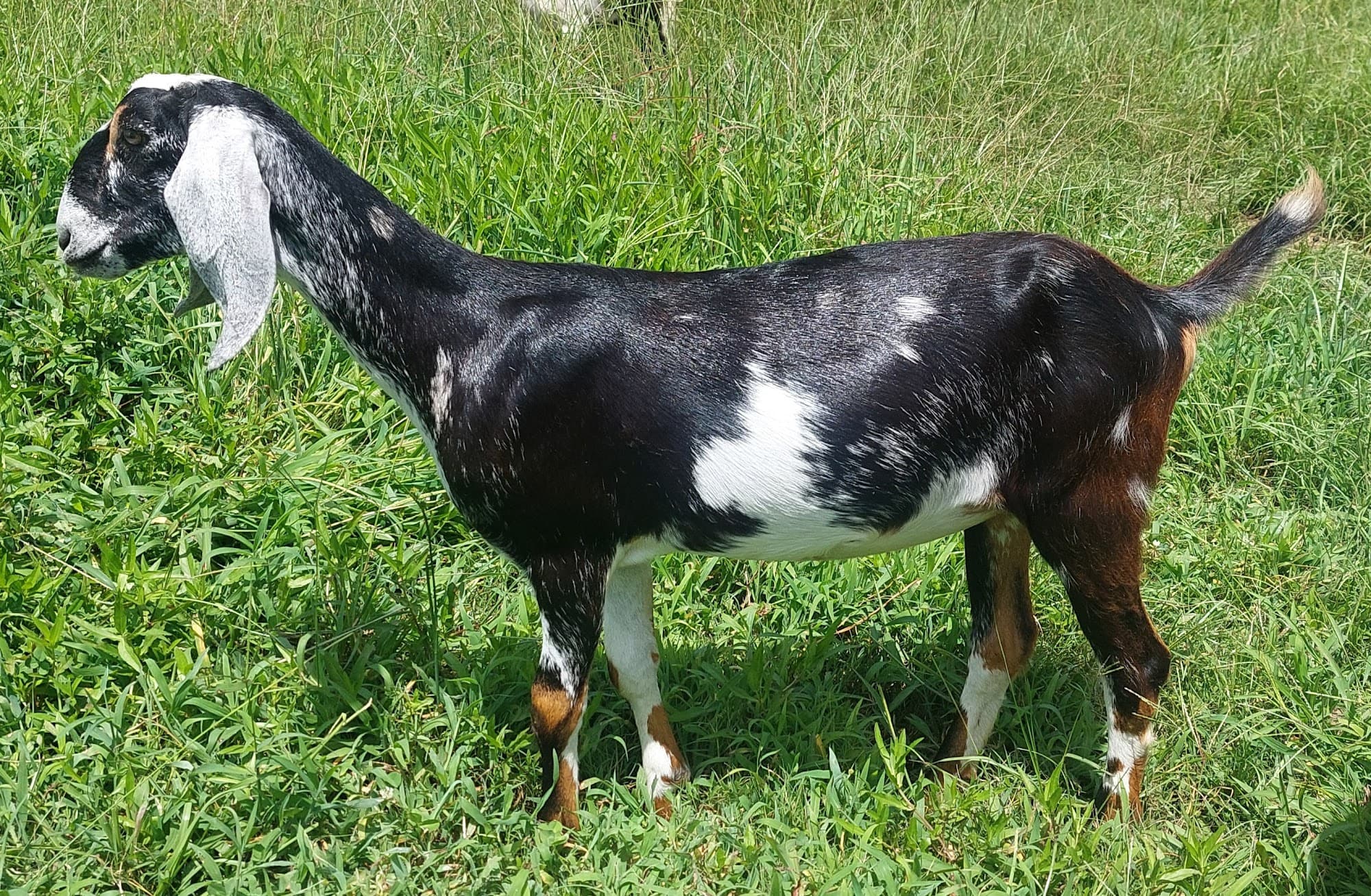 Fruitful-Acres Black Jet