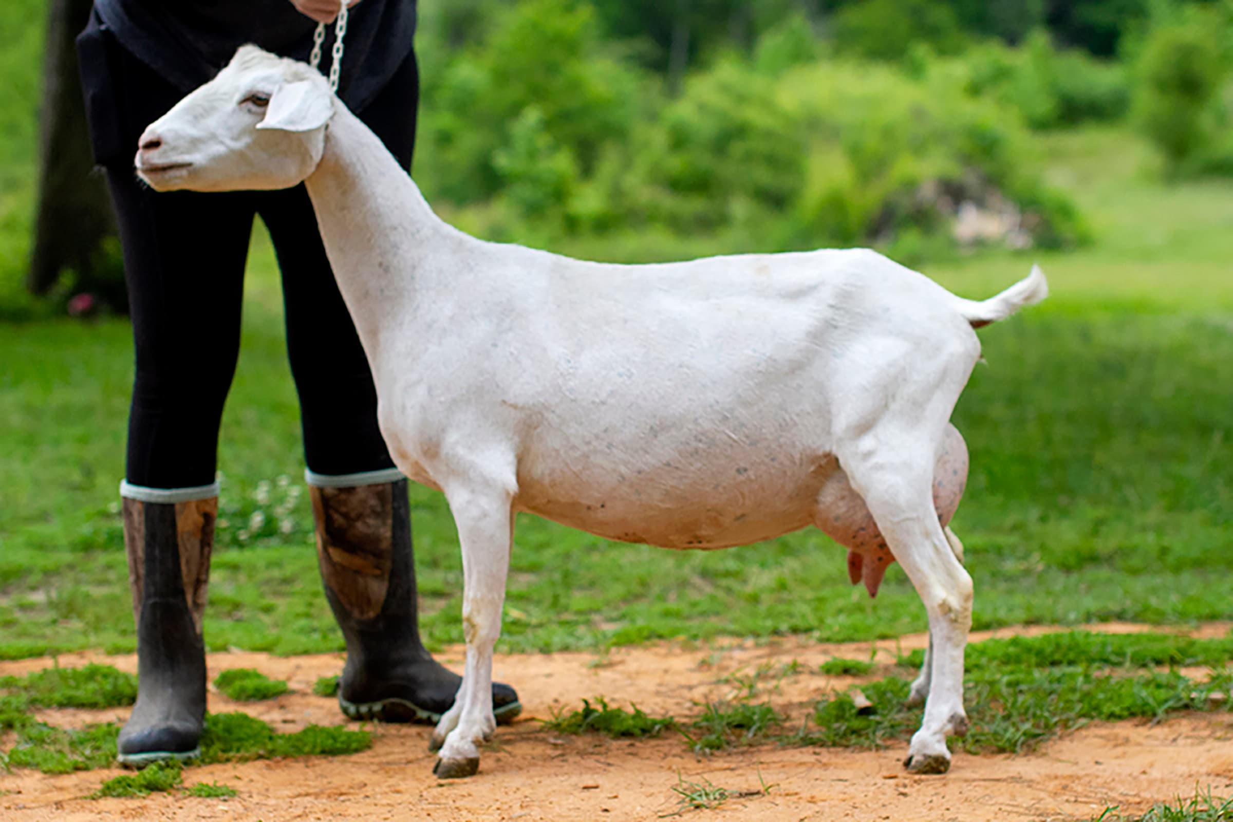 Dragon's Hollow Peaches N Cream *P