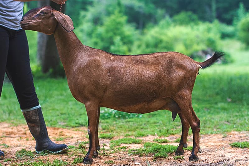 Daystar's Calla Lily 3*P