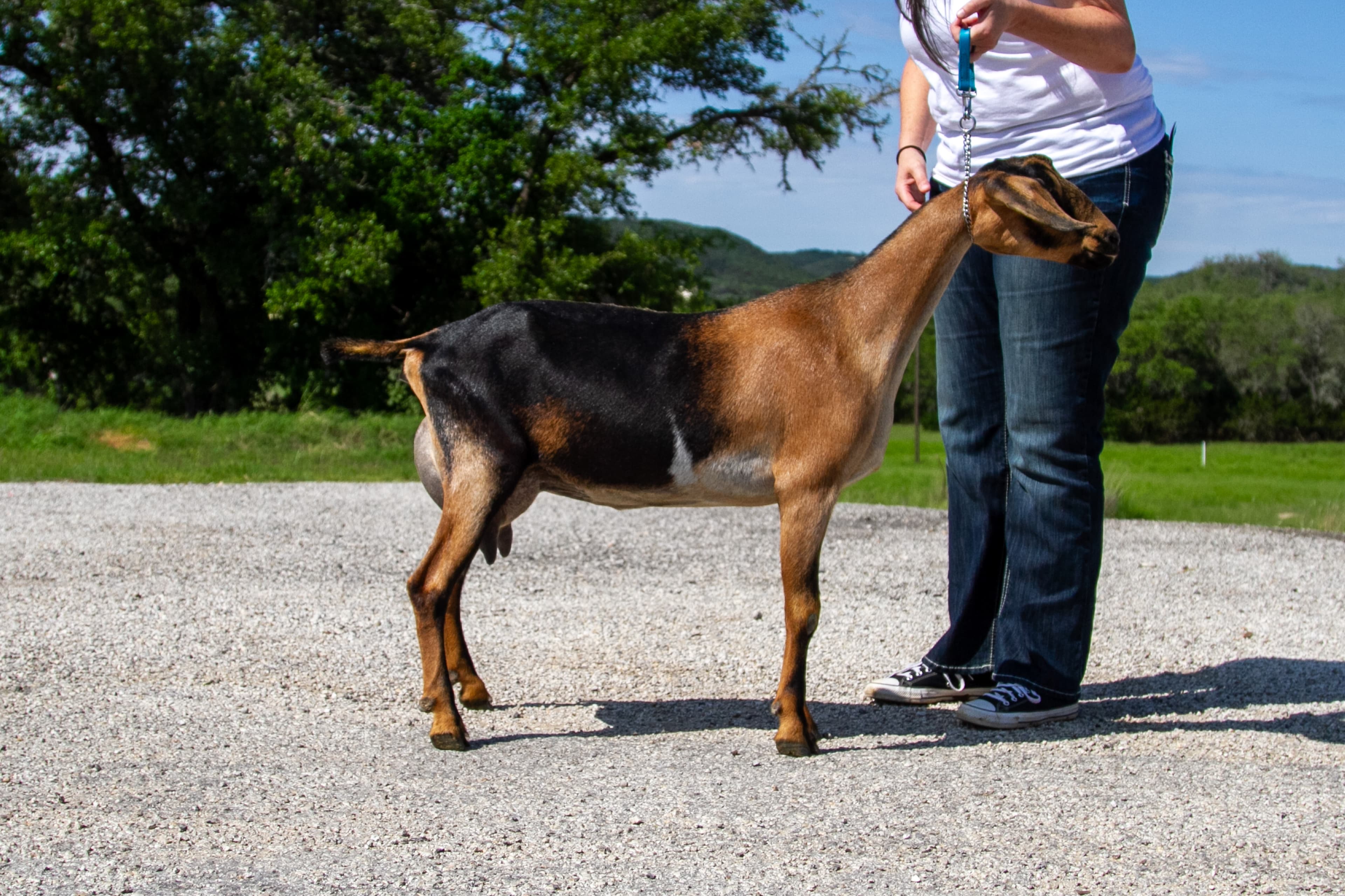 Kessel Run TS Sweet Manna