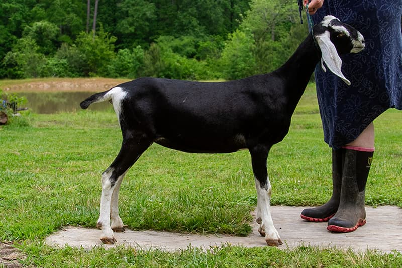 Fails Farms QT Karis 