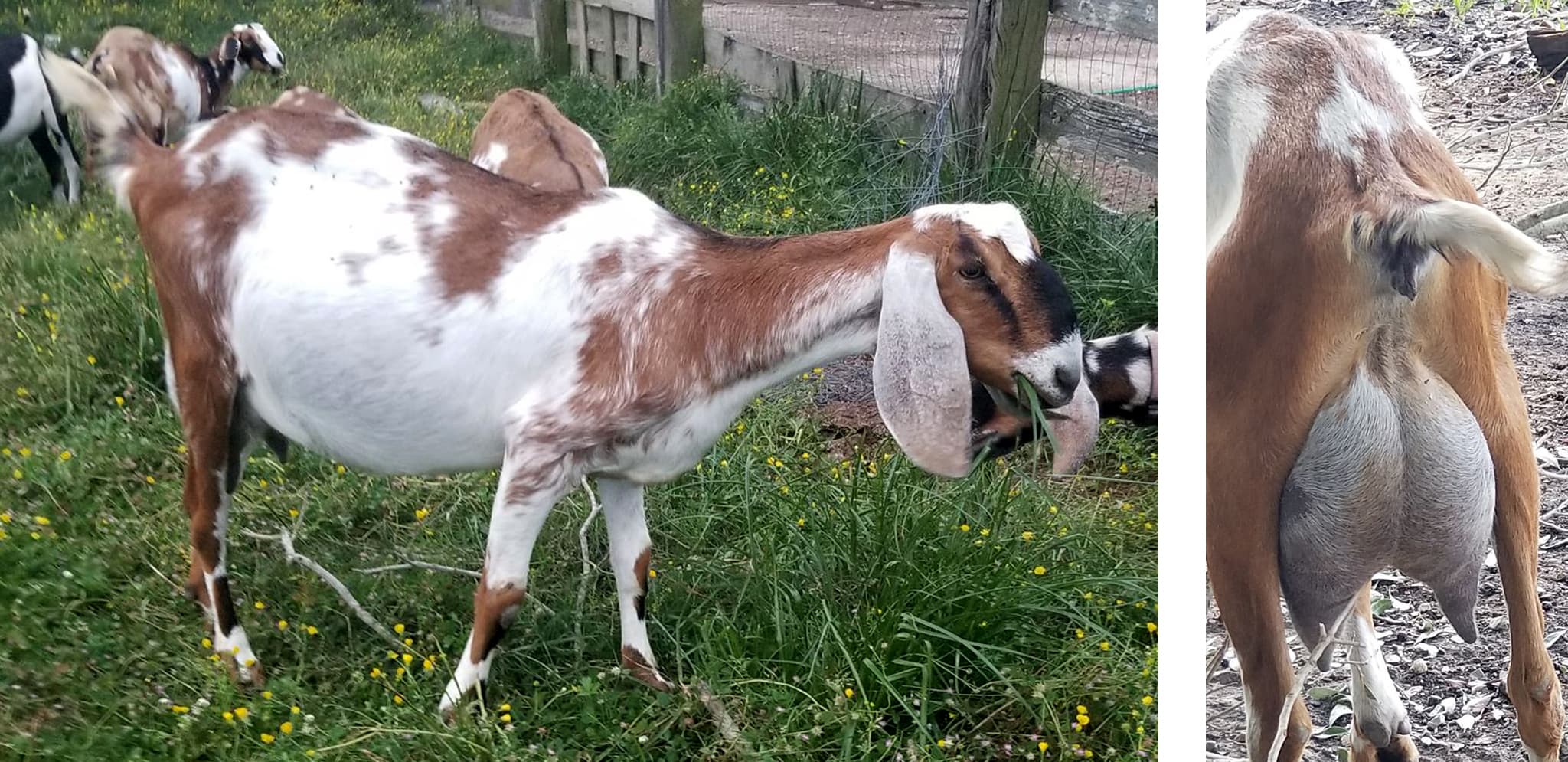 Fruitful-Acres London