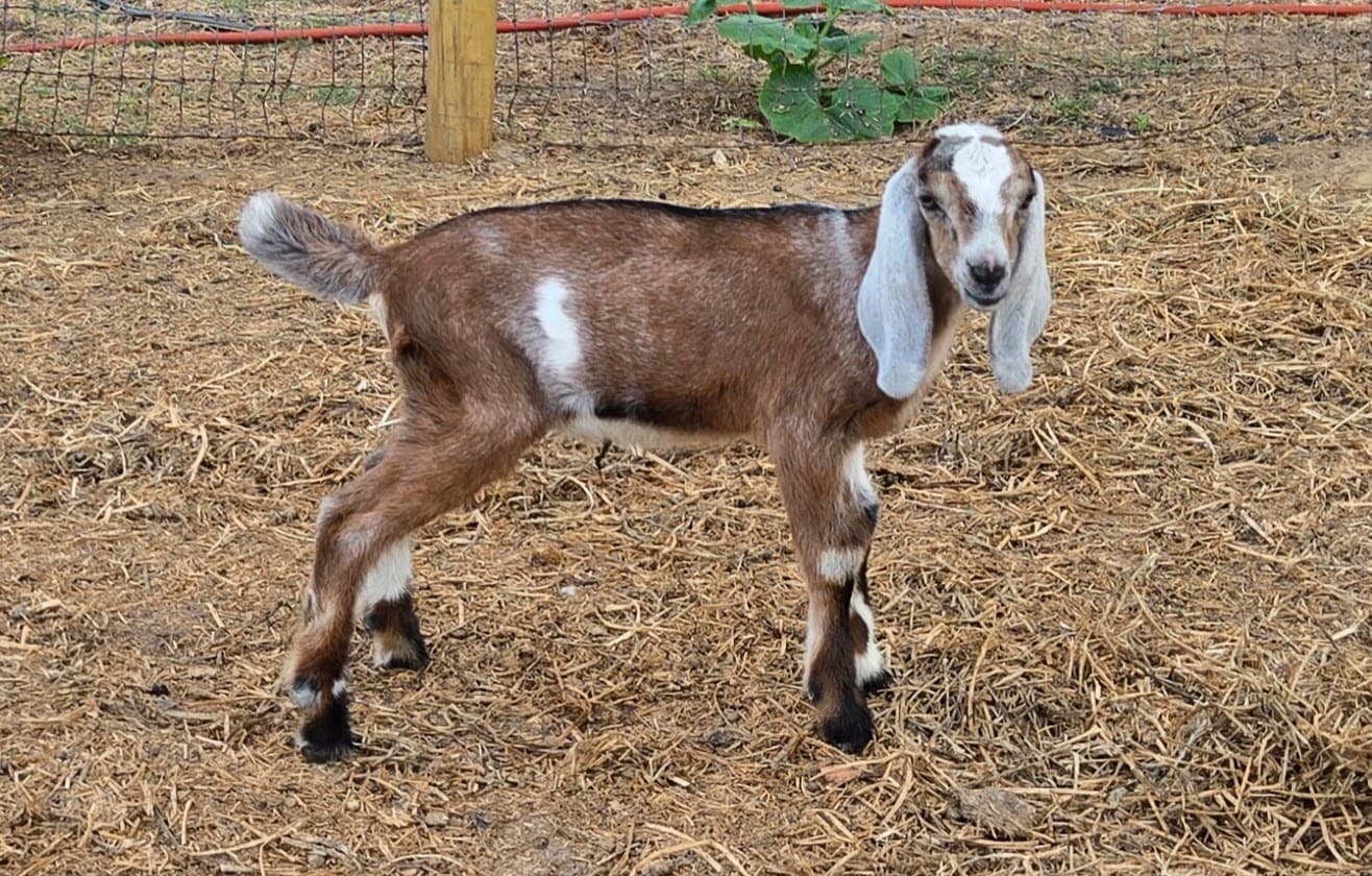 Never Fail Lone Star Sojourner