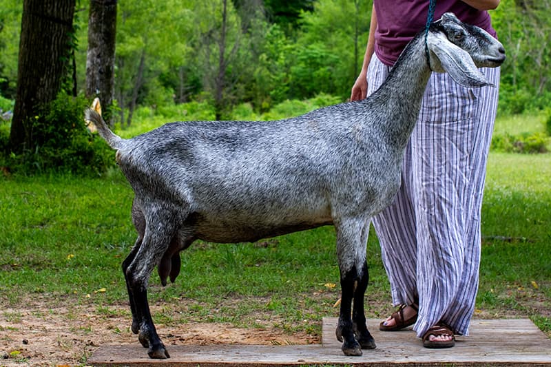 Kessel Run Mercy Hallelujah