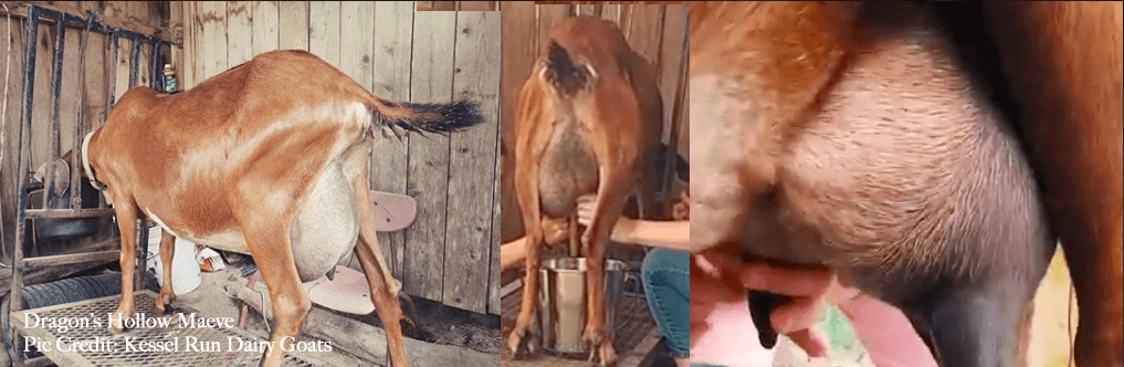 Dragon's Hollow Maeve