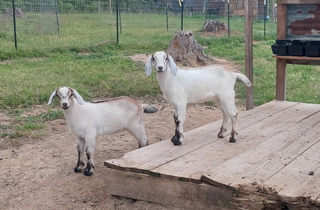 Marshmallow and sister