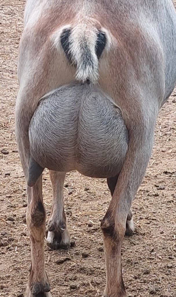 Marshmallow udder 2f