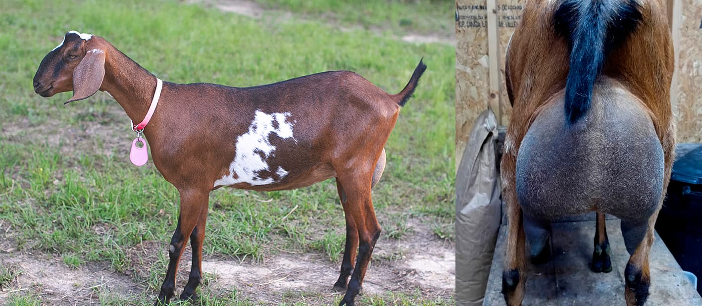 Fruitful-Acres Promise's Mercy 16*M