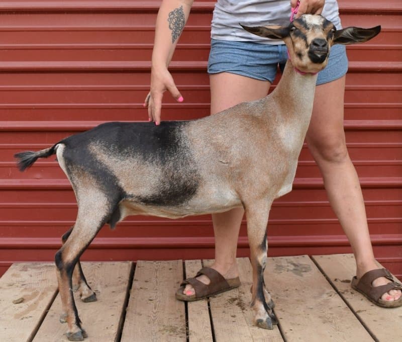 Kessel Run JJ Mocha Latte 5*P - daughter Java