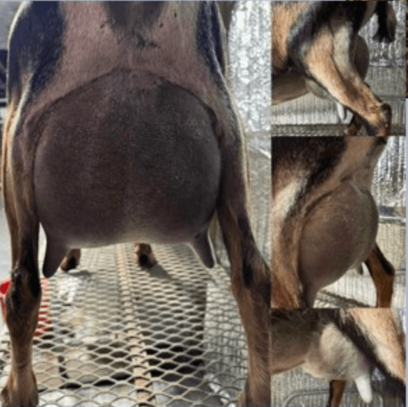 Kessel Run JJ Mocha Latte 5*M - Java Daughter