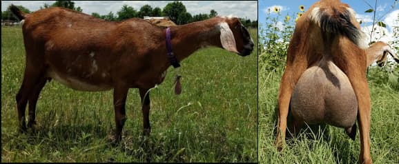 Linn Farm's Magi's Promise