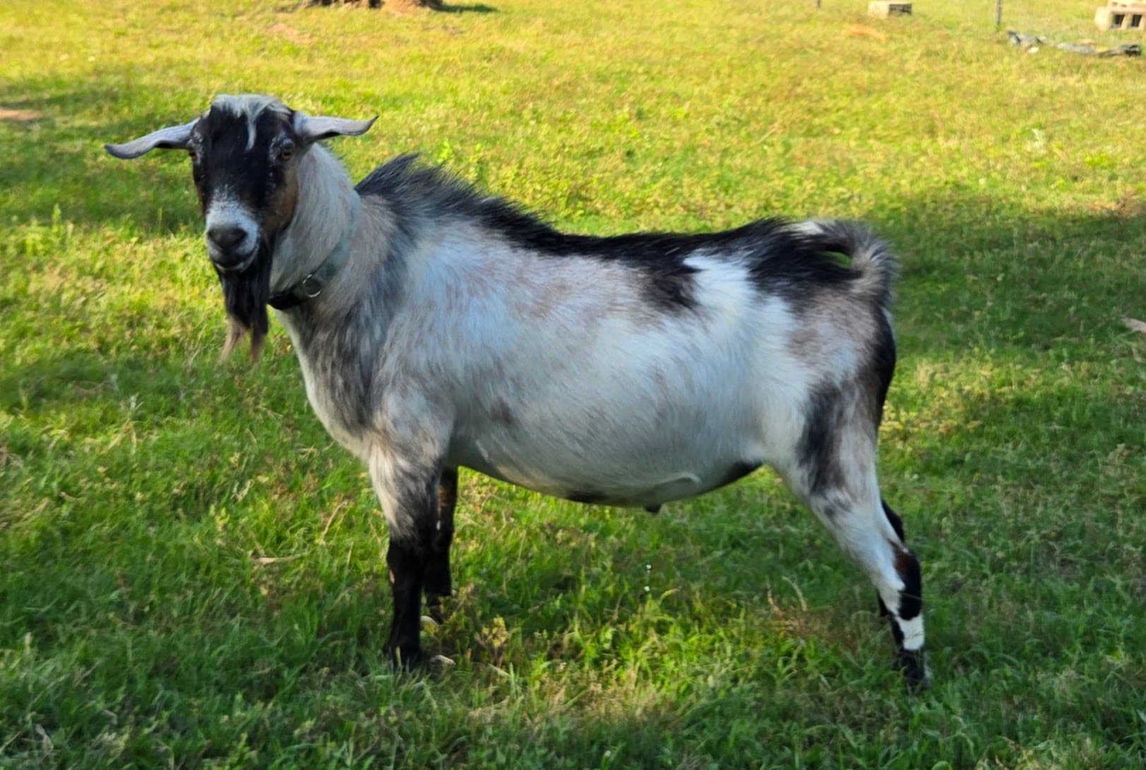 TLC Farms BB Raffle Prize