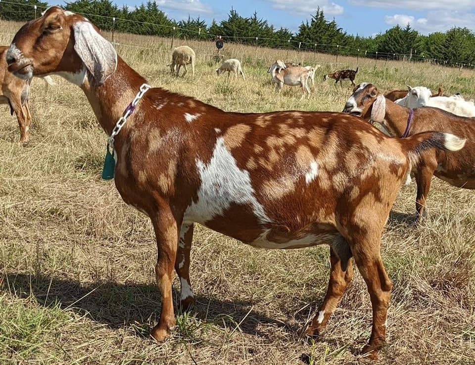 Fruitful-Acres Sapphire 3*M