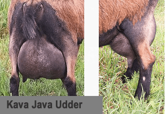 Northern Fork Kava Java