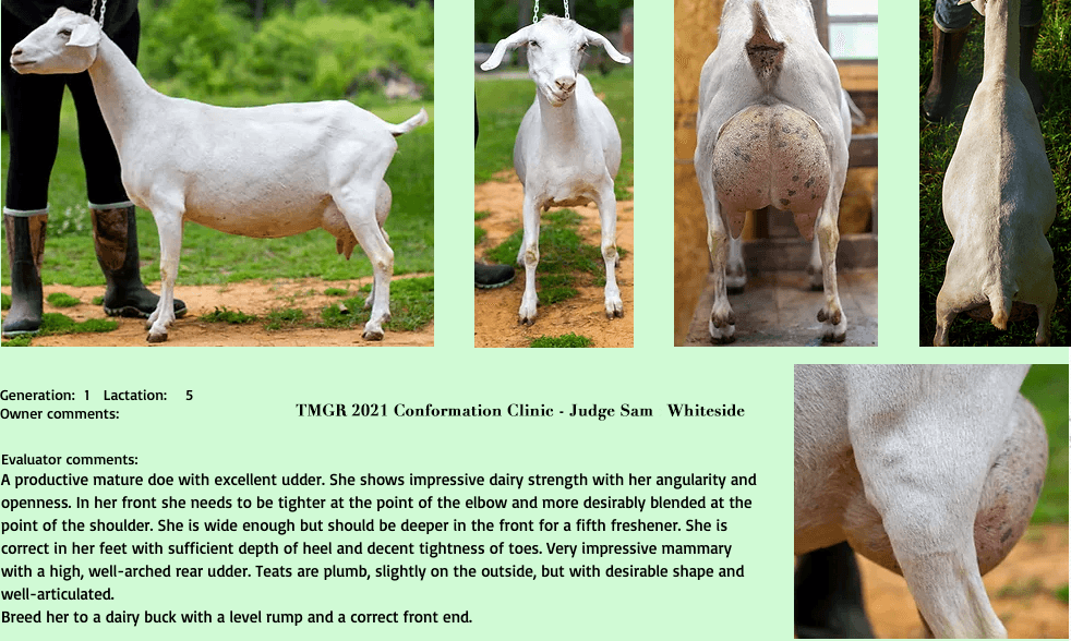 Conformation Clinic Peaches