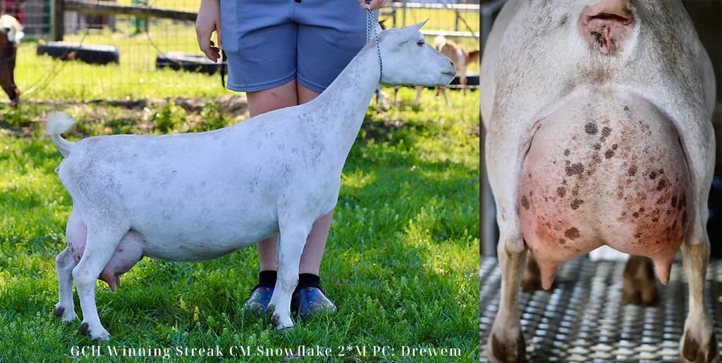 Snowflake - Painter granddam