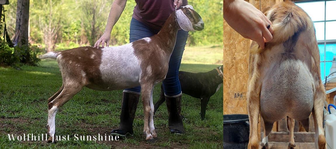 Wolfhill Just Sunshine