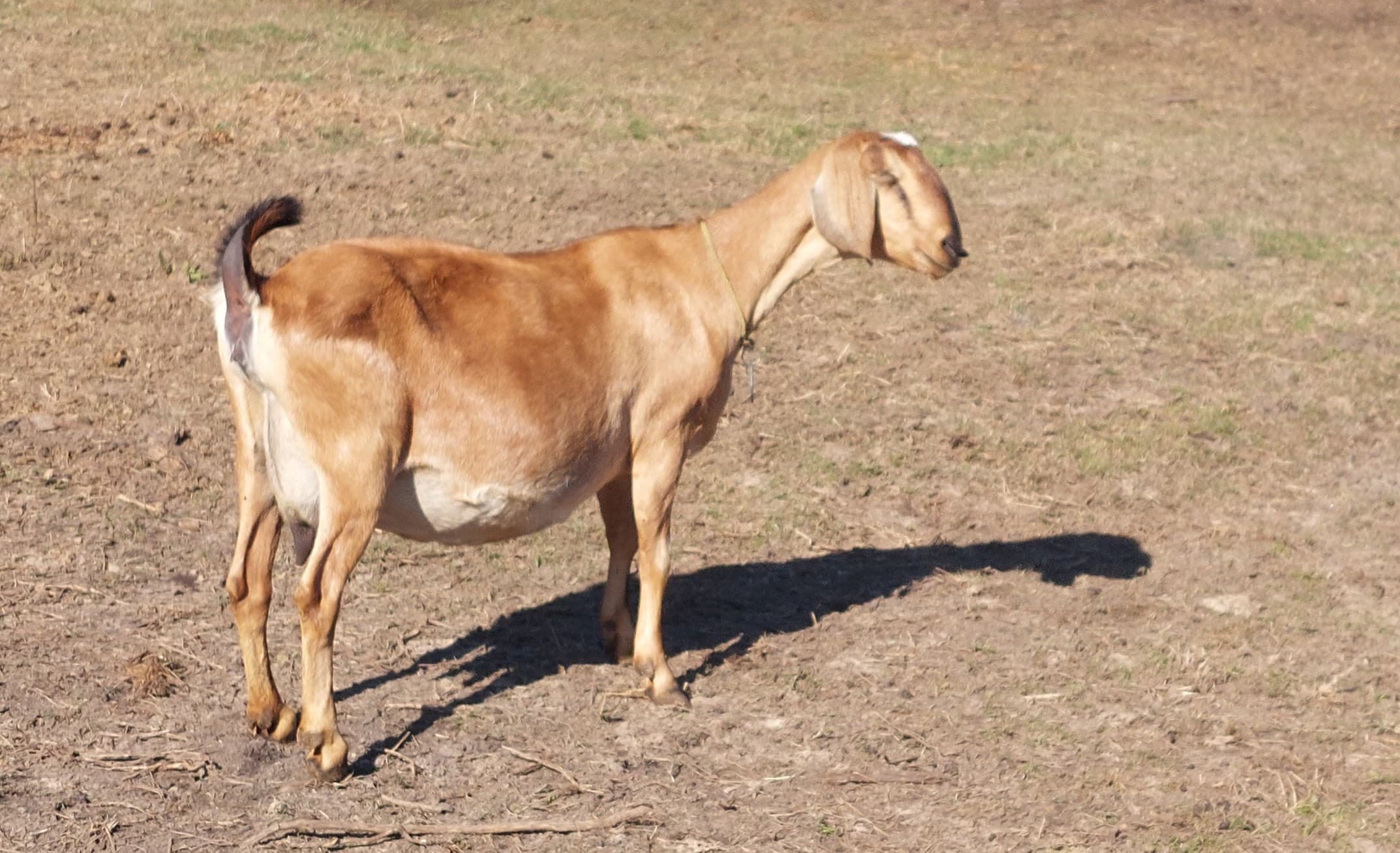 Kessel Run RGR Sweet Zinnia