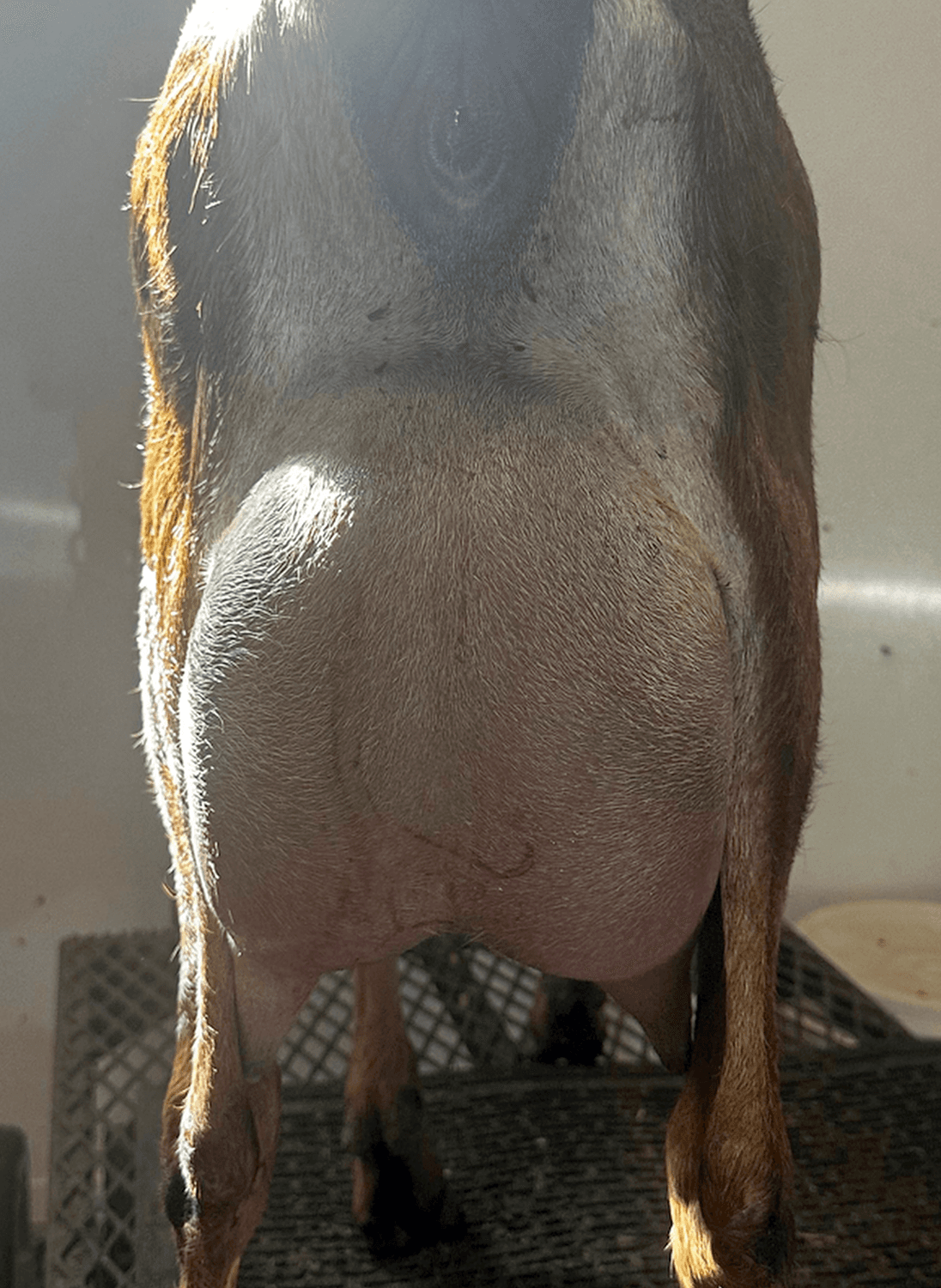 Whilaway Farms Zsazsa