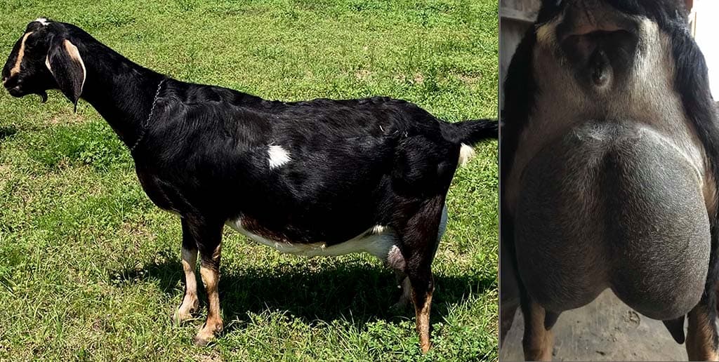 Sire's Dam - Crow's Dairy Comet's genesis 8*M