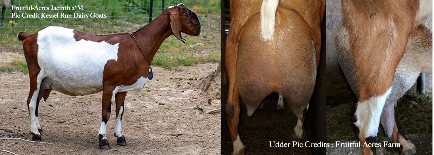 Fruitful-Acres Jacinth 2*M