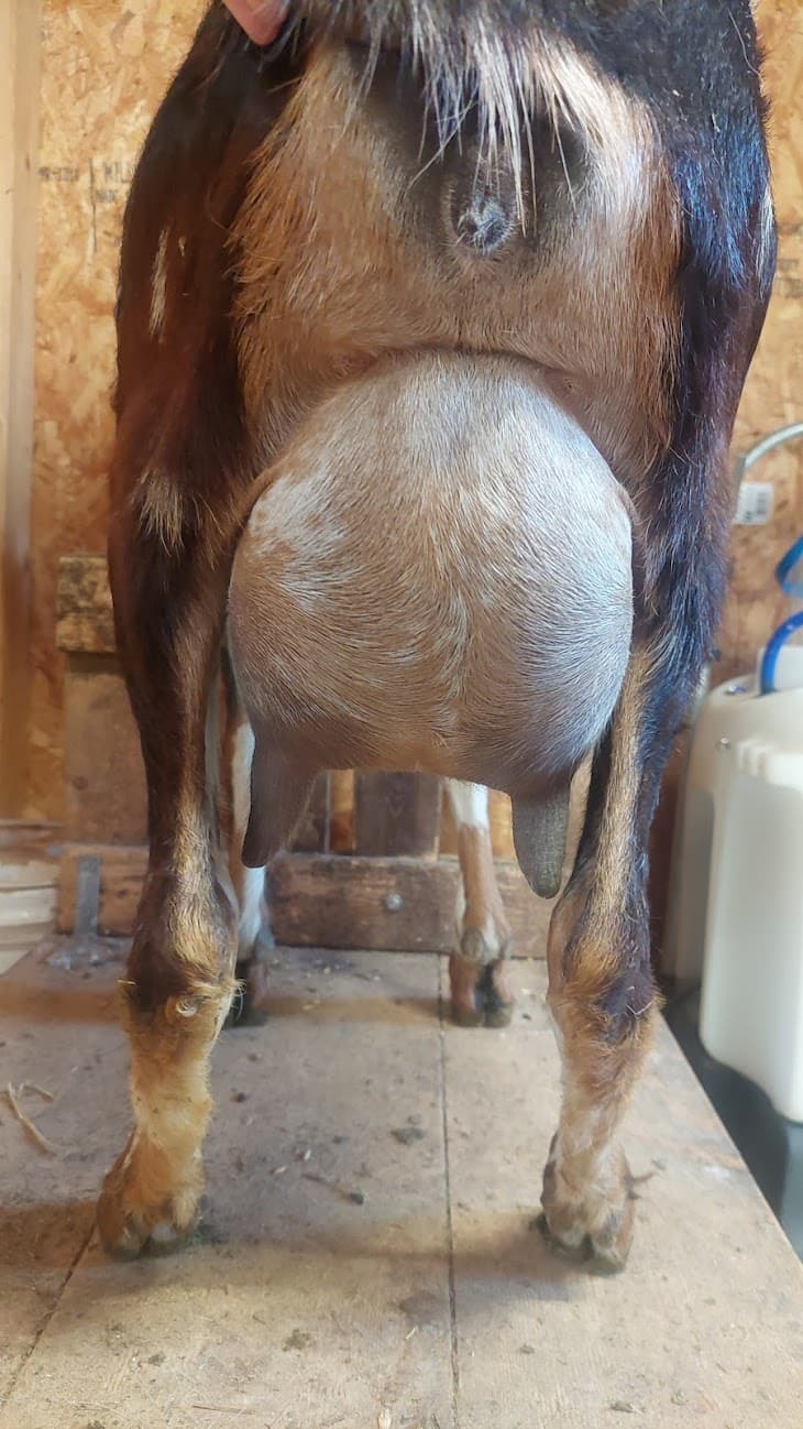 Jet udder