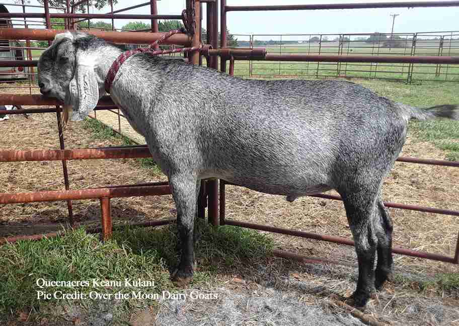 Queenacres Keanu Kulani