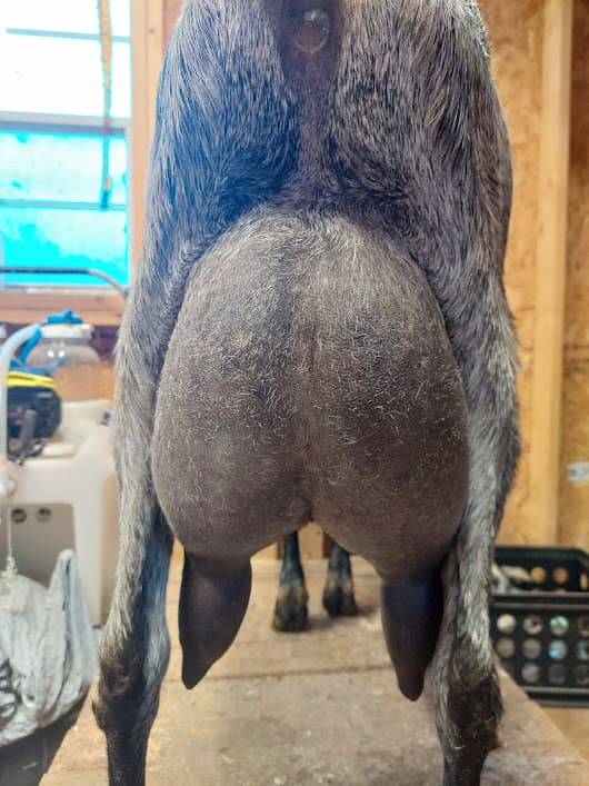 Quil's dam udder