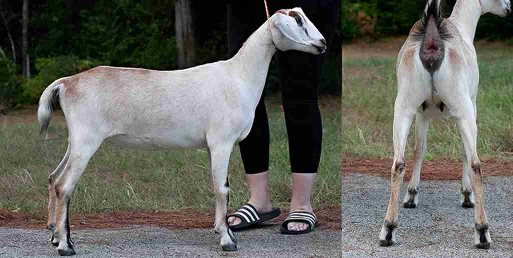 Yearling Marshmallow