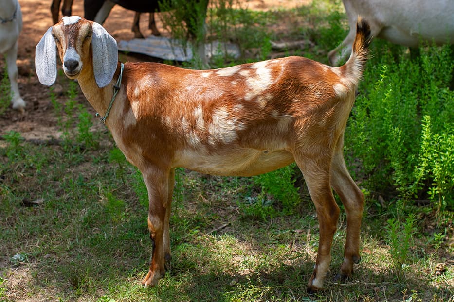 SGRanch Majestic Peridot