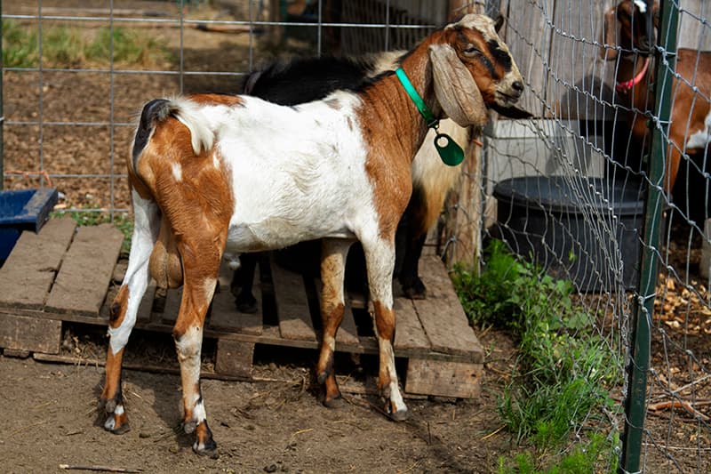 Texas Tykes Ruger - Sire