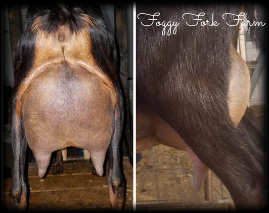 Violet Udder - Lyric