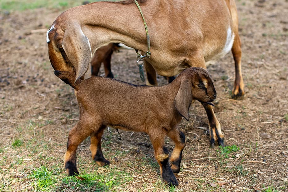 Barefoot Acres HT Wildflower Meadow
