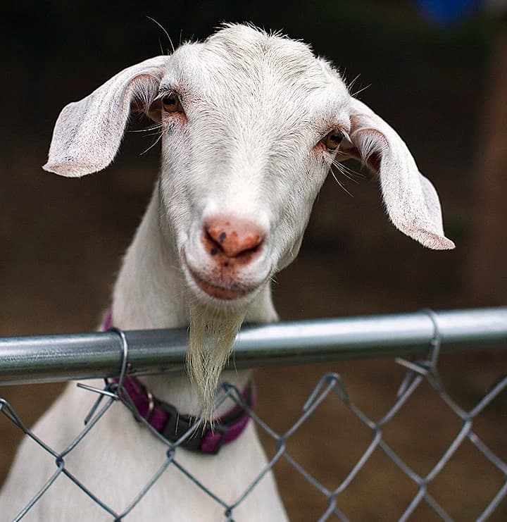 Peachy Poo - one of our Mini Nubian does